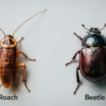 roach vs beetle